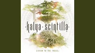 acacia