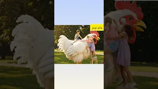 دجاجتي الكبيره  دجاجتي الكبيره