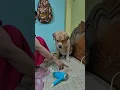 Download Lagu Cocoki dekval kaise karte 🥰🧿❤️#trending #labrador #cute #pets #love #animals #funny #fun #dog #trend