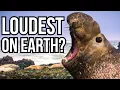 Ranking 10 Of The Loudest Animals On Earth From Quietest To Loudest