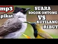 Download Lagu suara sogok ontong ribut vs suara kutilang ribut || pikat Anti zoonk