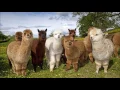 Crazy ABCs - The Barenaked Ladies Slideshow