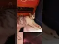 Download Lagu Suara yang bisa bikin kucing ingat mesir  kuno