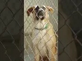 COVID dogs have added to an escalating crisis in American animal shelters