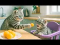 Download Lagu Kitten Played Switch All Night 😵‍💫 Got Blurry Eyes \u0026 Mam Cat Makes Tiger Hat For Kittens At Home 🐾🧶🎩