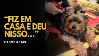 Banho e Tosa Caseiros: Economia ou Dor de Cabeça?