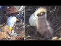 Lagu #12🦅E26 🐥1°🥚／SWFL Bal Eagle Nest 2025-2026／Powerd by Southwest Florida Eagle Cam