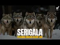 Download Lagu Serigala: Hierarki, Cinta, dan Kecerdikan - FULL DOCUMENTARY