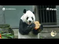 Download Lagu Dujiangyan Panda Base Collective Enrichment 2025 —Gao Gao