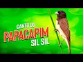 Canto Papa Capim Sil Sil