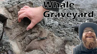 Whale graveyard fossils and a layer of rare shark teeth