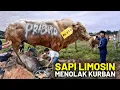Download Lagu Drama Kurban 2025 | Sapi Kurban Prabowo Seberat 1 Ton Ngamuk! Panitia Diseruduk, Warga Sampai Lari!