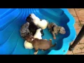 Puppies - Gumtree advert 1111592550