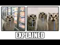 drooling cat meme explained