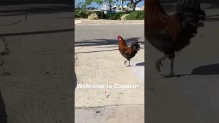 It’s been a crazy 72 hours!! #shorts #cayman #travel