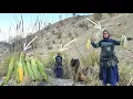 Download Lagu Esmat picking mountain corn in the Zagros Mountains 🌽🏔️