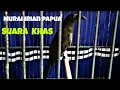 Download Lagu SUARA KHAS BURUNG MURAI IRIAN PAPUA