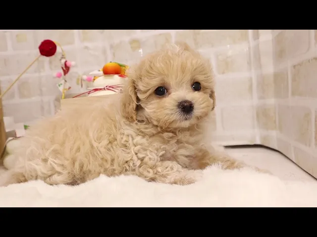 動画