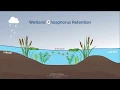 How Wetlands Work