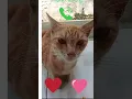 Download Lagu telepon kucing