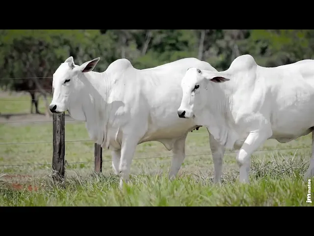 2 Novilhas Nelore P.O.