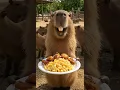 Download Lagu Chicken wing song Chicken Wing Arab Zaffe  #chicken #wings #capybara