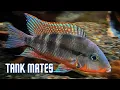 Top 10 Tank Mates for Firemouth Cichlids