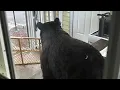 Bear breaks into Simsbury home eats food while teen sleeps
