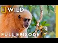 Download Lagu Thailand's Wild Creatures (Full Episode) | The Living Edens | Nat Geo Animals