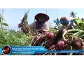 Download Lagu Petani Peukan Bada Aceh Besar Panen Bawang Merah