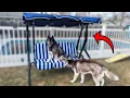 Adjustable Canopy Patio Swing Stay Cool with Custom Shade