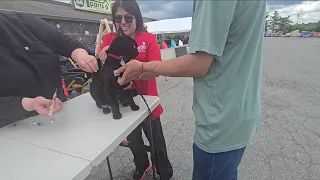 My Cat s Annual Vet Visit ShotVet