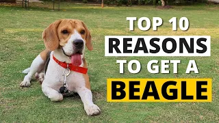 Download 12 Reasons why you SHOULD get a Beagle MP3