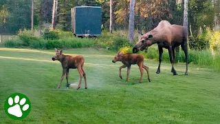 Baby Moose Twins Turn a Sprinkler Into Their Own Water Park 😂💦