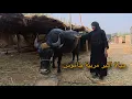 Download Lagu الحياة اليومية مع اكبر مربية جاموس في العراق - الحجية ام سلمان