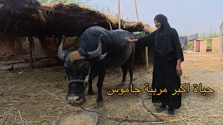 الحياة اليومية مع اكبر مربية جاموس في العراق الحجية ام سلمان 