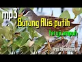 teruji ampuh suara burung tikusan alis putih