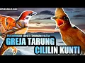 Download Lagu MASTERAN GREJA TARUNG SAMBUNG CILILIN KUNTI || EXPLORE GREJA TARUNG VS CILILIN MURAI BATU