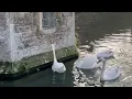 The Bell-Ringing Swans of Wells