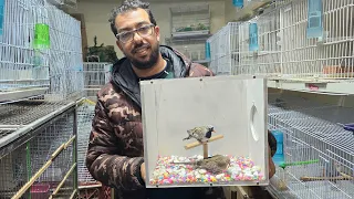 الجديد عند حمدي أجيو نتولعو عشاق الكروبيون المولينا الفيشر مختلف أنواع الطيور فرجة ممتعة Parrot 