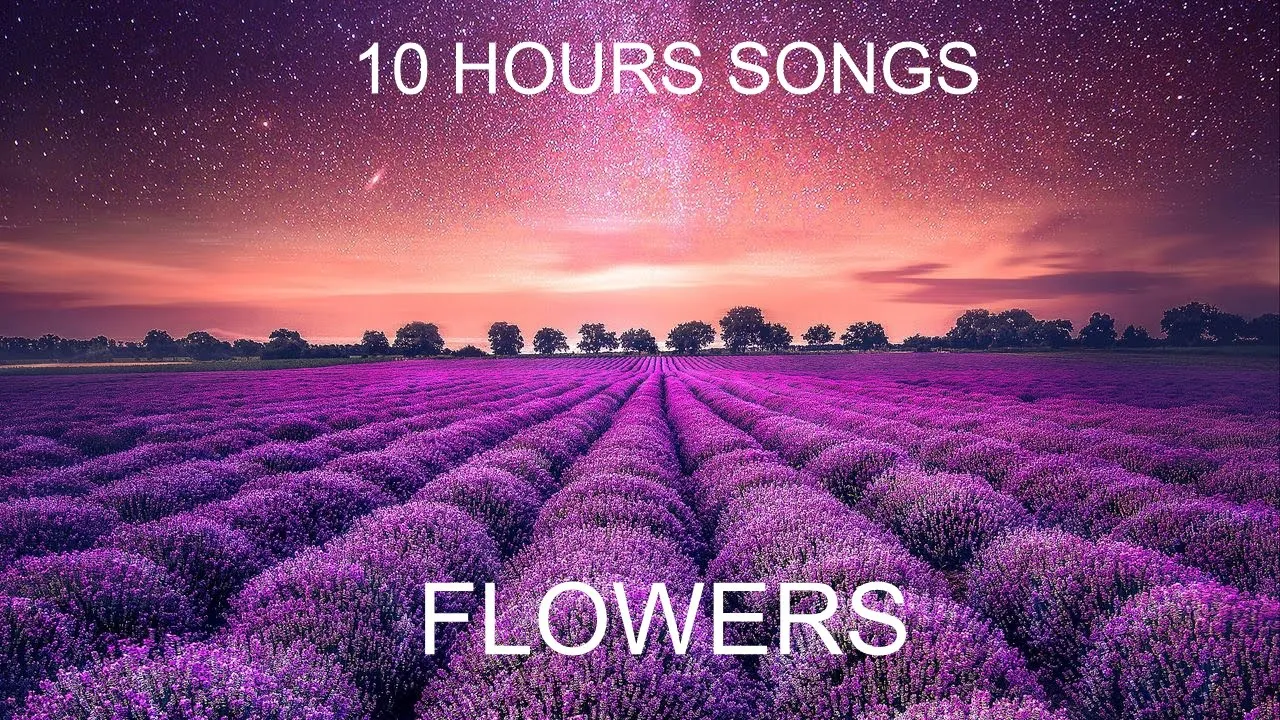 Miley Cyrus - Flowers | 10 Hours Songs