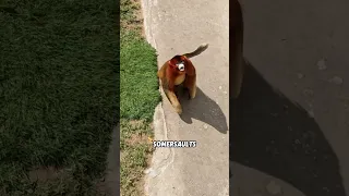 Foryou مضحك Fyp فيديو قصير لطيف حيوانات أليفة 