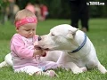 Dogo Argentino Dog Loving And Protecting Baby Compilation - Dog Loves Baby s