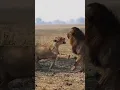 Download Lagu Why Lionesses Kick Male Lions Out of the Pride #animals #wildlife #lion #shorts