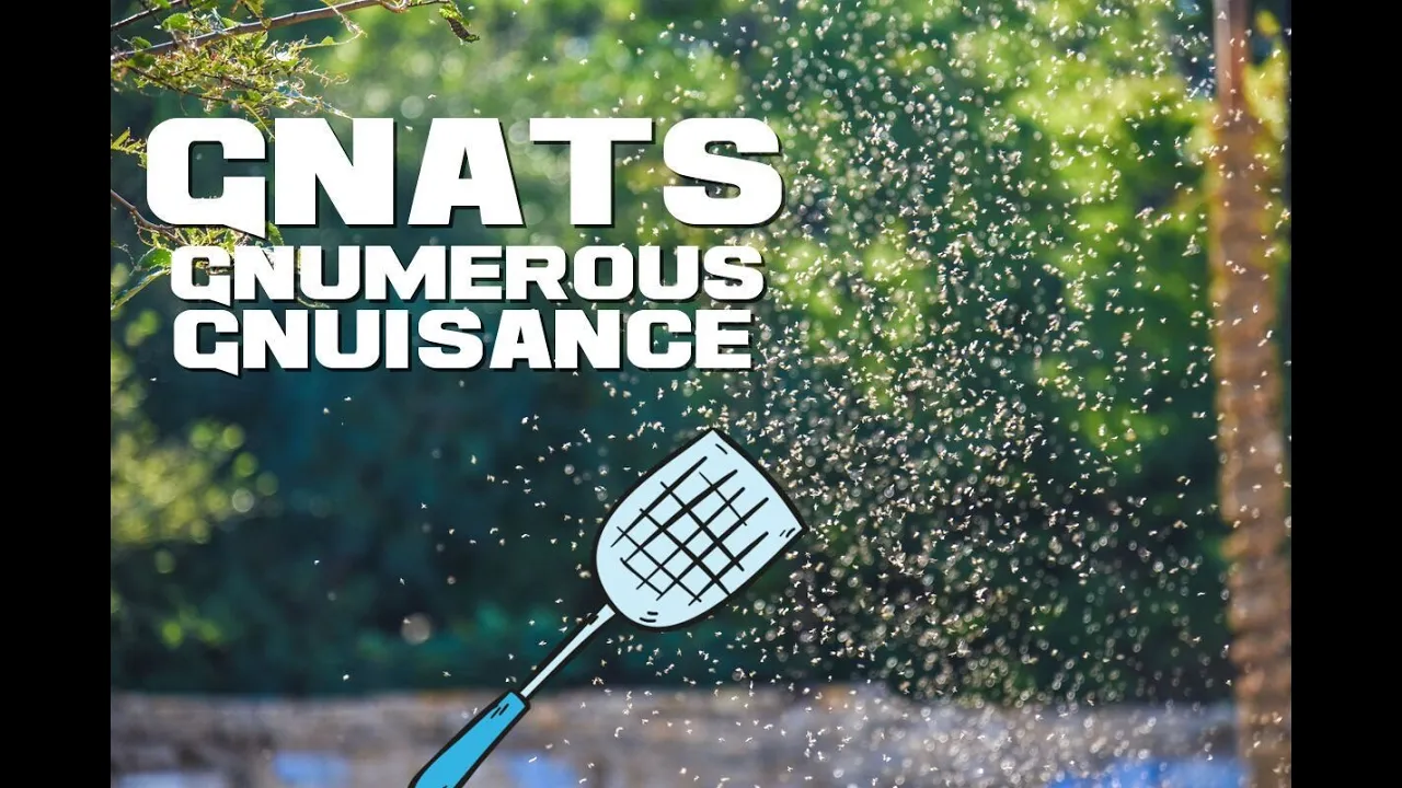 10 Gnat Facts - The Gnumerous Gnuisance - Animal a Day G Week