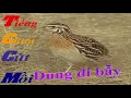Download Lagu tiếng chim cút mồi dùng đi bẫy