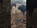 Download Lagu Lucky VS Rufus #rufusthebull #cow #Luckythepig