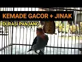 Download Lagu Masteran Burung Kemade Gacor Ini Ampuh Bikin Cit Keres / Cabai Jawa Bahan Cepat Bunyi Ngerol Ngalas