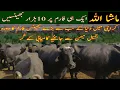 Download Lagu Jamil Memon buffalo farm Karachi|World biggest buffalo farm|How to run buffalo farm|Bhains farm