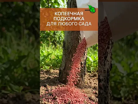 💥 ЭТО УДОБРЕНИЕ ДАЮ ТОЛЬКО ОСЕНЬЮ! ОЖИВИТ ДАЖЕ МЁРТВЫЙ ПЕСОК! Сад будет ломиться от урожая.